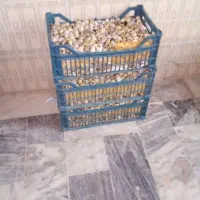 تخم بلدرچین خوراکی