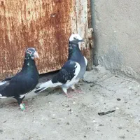 تعدادی پلاکی|پرنده|نورآباد ممسنی, |دیوار