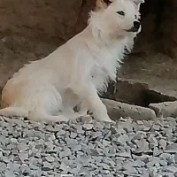 سگ شیتزو