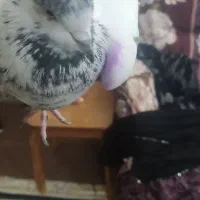 نرجوزی کاکلی درشت وپرشتی|پرنده|بروجرد, |دیوار