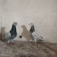 کبوتر هفت‌رنگ نروماده
