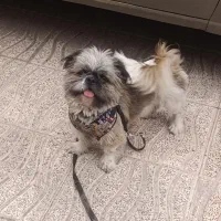 سگ شیتزو گمش ده