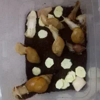 حلزون و خاویار حلزون|خزنده|تهران, جوانمردان (اندیشه)|دیوار