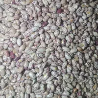 لوبیا چیتی بوجاری شده دده بابا ماشی