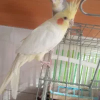 عروس طوطی|پرنده|الوند, |دیوار