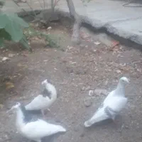 ۳ عدد مغلف