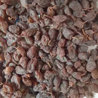 کشمش افتابی