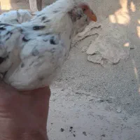 مرغ و خروس گلین