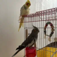 عروس هلندی رام