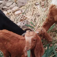 بزماده ودوتانر