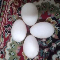تخم اردک محلی نطفه دار عالی ارگانیک