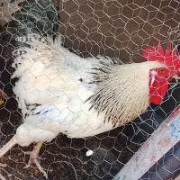 خروس محلی خیلی قشنگ