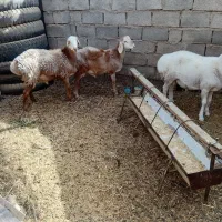 بره فروشی|حیوانات مزرعه|زیرکوه, |دیوار