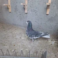 نرافشون خوشرنگ|پرنده|پیر بکران, |دیوار