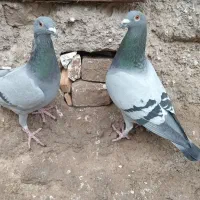 گبوترمسافتی|پرنده|مینودشت, |دیوار