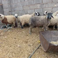 بز میش بره کهره نری قوج نر ماده|حیوانات مزرعه|کرمان, |دیوار