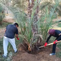 مرکز فروش دمیت نخل کبکاب در دشتستان