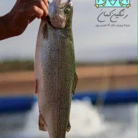 فروش بچه ماهی صالحی
