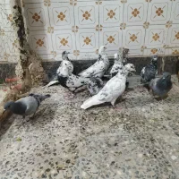 کفتر تهرانی کاشانی|پرنده|خمینیشهر, |دیوار