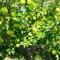 کارگر برای سیب چینی