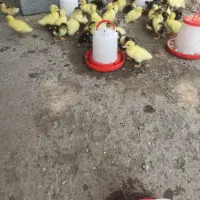 جوجه اردک خارجی و جوجه محلی