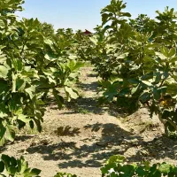 باغ-انجیری-برای-ساخت-خانه-باغ