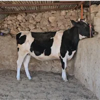 گاو نوبر|حیوانات مزرعه|شیراز, کرونی(خاتونک)|دیوار