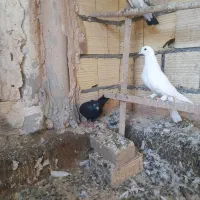 کفتر