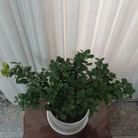 بونسای|گل و گیاه طبیعی|اصفهان, نقش جهان|دیوار