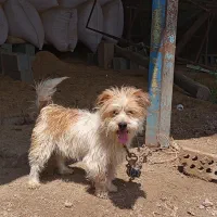 سگ پاکوتاه نر