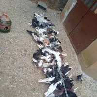 کبوتر پرشی آس فروش