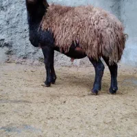 بره نر چاق پرگوشت پرواری درجه یک|حیوانات مزرعه|ملایر, |دیوار