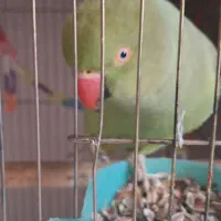 طوطی ملنگو ماده|پرنده|فردیس, فردیس|دیوار