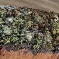 کیک و شیرینی|خوردنی و آشامیدنی|تربتحیدریه, شهرک ولیعصر|دیوار