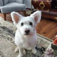 واگذاری سگ تریر