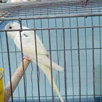 مرغ عشق جوانه