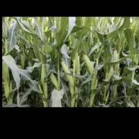 فروش ذرت علوفه ای