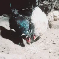 یک عدد مرغ گلین مشکی تخمگذار