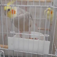 عروس هلندی مولد