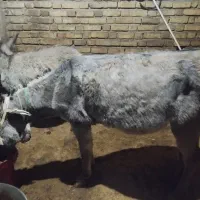 الاغ|حیوانات مزرعه|حسین آباد, |دیوار