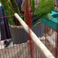 طوطی برزیلی نر مست|پرنده|بندر ماهشهر, |دیوار