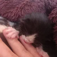 گربه گم‌شده|حیوانات|تبریز, |دیوار