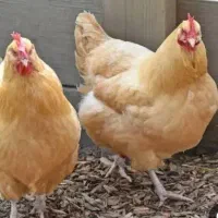 مرغ و خروس هویزه