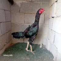 دوتا خروس لل