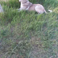 واگذا ری سگ|سگ|نهاوند, |دیوار