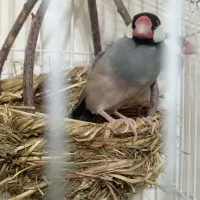 فنچ خارجی|پرنده|شریفآباد, |دیوار