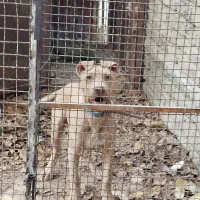 سگ پیت بول ، پیتبول|سگ|شیراز, حومه شیراز|دیوار