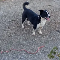 سگو|سگ|فریمان, |دیوار