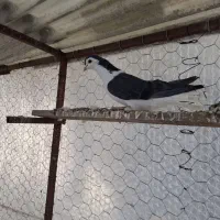 دمگیر سیالوی