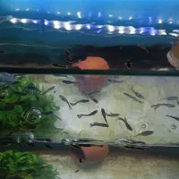 تعدادی ماهی گوپی خرده عمده به فروش می رسد